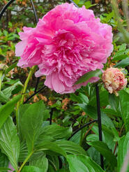 A peony from my garden